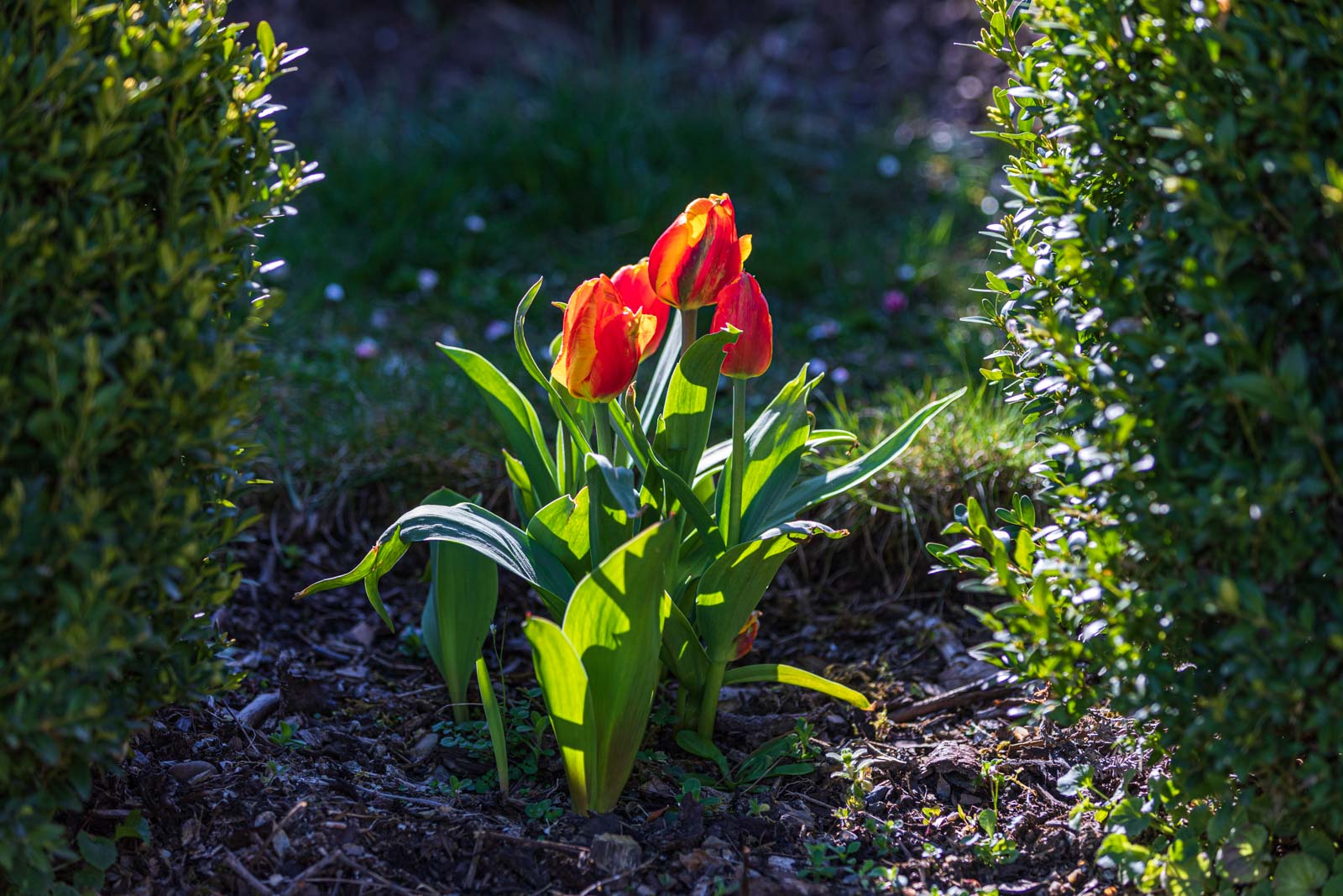 Blumen, Flowers, Frühling, Garten, Natur, Nature, Spring