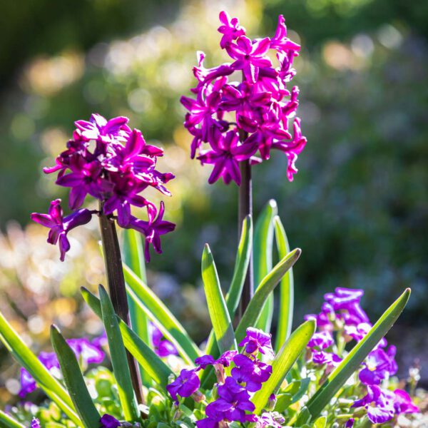 Blumen, Flowers, Frühling, Garten, Natur, Nature, Spring