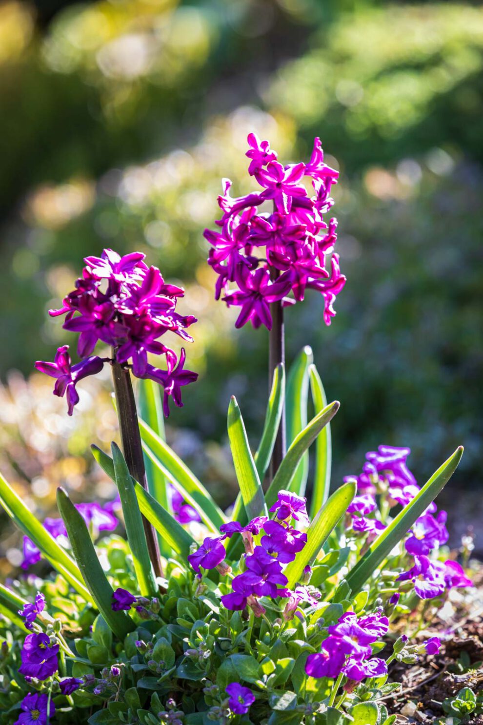Blumen, Flowers, Frühling, Garten, Natur, Nature, Spring