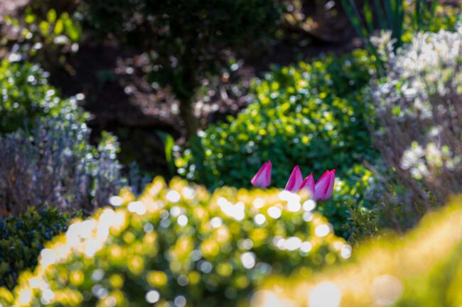 Blumen, Flowers, Frühling, Garten, Natur, Nature, Spring