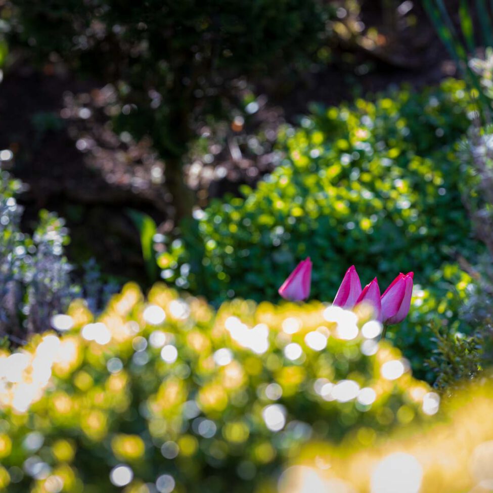 Blumen, Flowers, Frühling, Garten, Natur, Nature, Spring