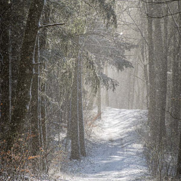 Deutschland, Europa, Europe, Frühling, Germany, Gladenbach, Hessen, Hessia, Location, Ort, Schnee, Snow, Spring