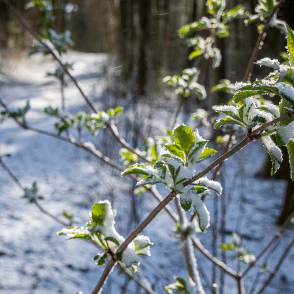 Deutschland, Europa, Europe, Frühling, Germany, Gladenbach, Hessen, Hessia, Location, Ort, Schnee, Snow, Spring