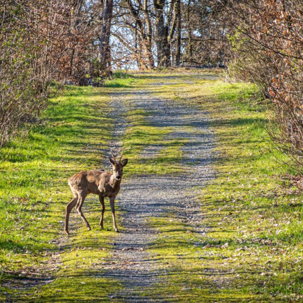 Deutschland, Europa, Europe, Frühling, Germany, Gladenbach, Hessen, Hessia, Location, Ort, Spring